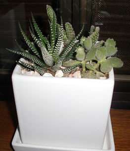 f:id:greenlife5050:20130907121659p:plain f:id:greenlife5050:20130907121659p:plain