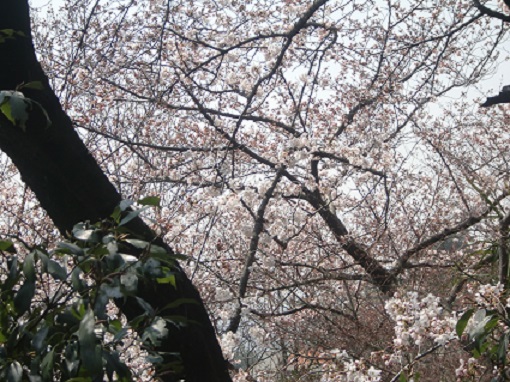 f:id:greenlife5050:20150330113814j:plain f:id:greenlife5050:20150330113814j:plain