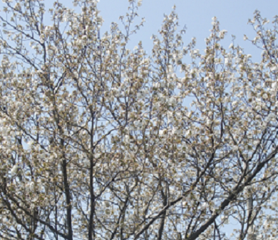 f:id:greenlife5050:20150331135724p:plain f:id:greenlife5050:20150331135724p:plain