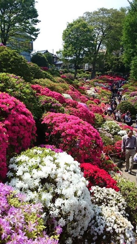 f:id:greenmimoza:20150424132352j:plain f:id:greenmimoza:20150424132352j:plain