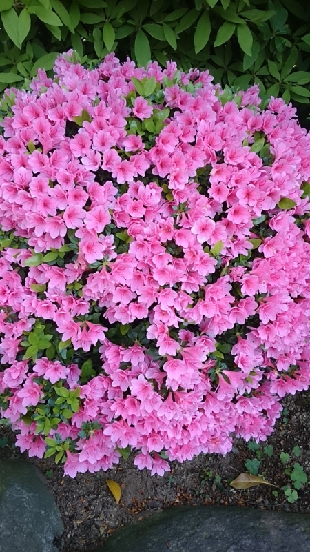 f:id:greenmimoza:20150424132606j:plain f:id:greenmimoza:20150424132606j:plain