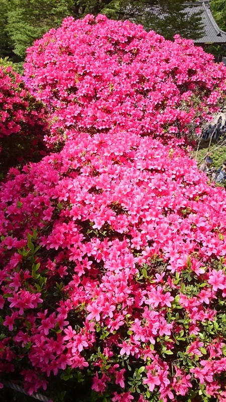 f:id:greenmimoza:20150424132627j:plain f:id:greenmimoza:20150424132627j:plain