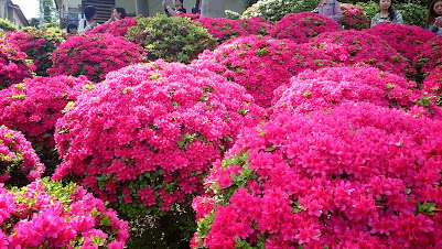 f:id:greenmimoza:20150426112114j:plain f:id:greenmimoza:20150426112114j:plain