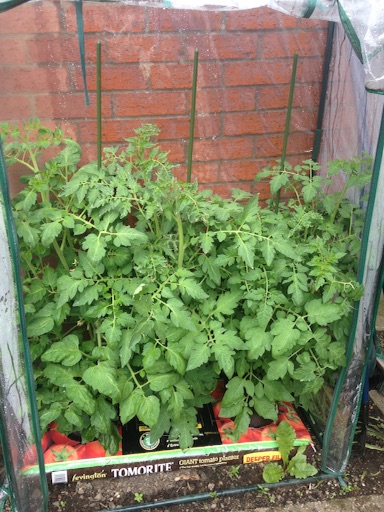 f:id:growyourownveg:20160618040803j:image f:id:growyourownveg:20160618040803j:image
