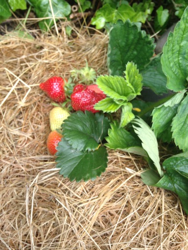 f:id:growyourownveg:20160618040840j:image f:id:growyourownveg:20160618040840j:image