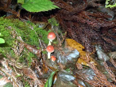 f:id:gt-toyama:20111031144444j:image f:id:gt-toyama:20111031144444j:image