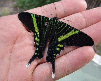 南米のシジミタテハ　5種 南米のシジミタテハ5種