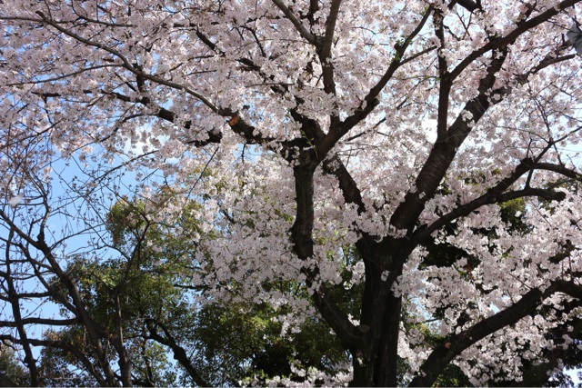 f:id:gununun:20150405010103j:plain f:id:gununun:20150405010103j:plain