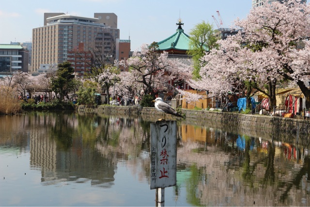 f:id:gununun:20150405011131j:plain f:id:gununun:20150405011131j:plain