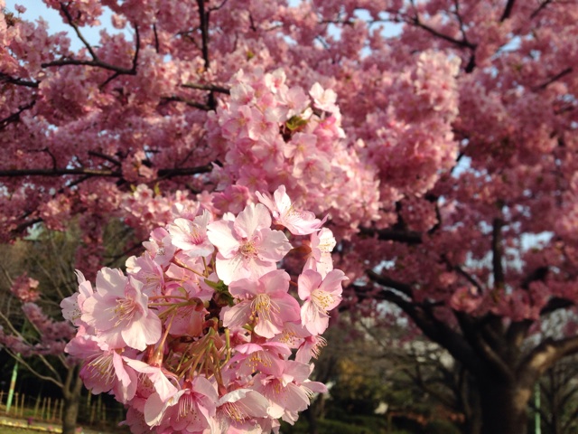 f:id:gununun:20150405011521j:plain f:id:gununun:20150405011521j:plain