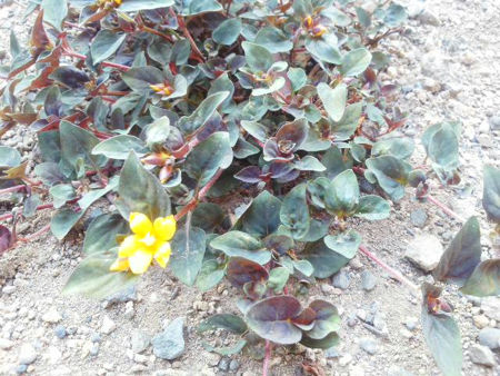 f:id:gutaraseikatsu:20160523071415j:plain f:id:gutaraseikatsu:20160523071415j:plain