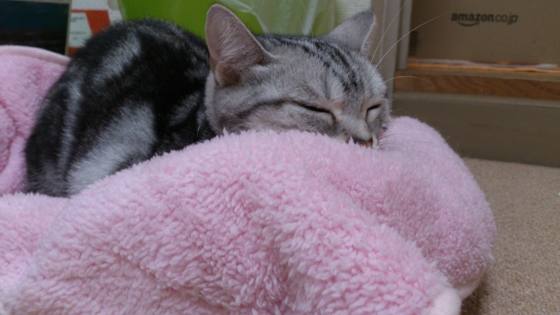 18匹目の「猫」を拾いますたYouTube動画>14本 ->画像>1011枚 