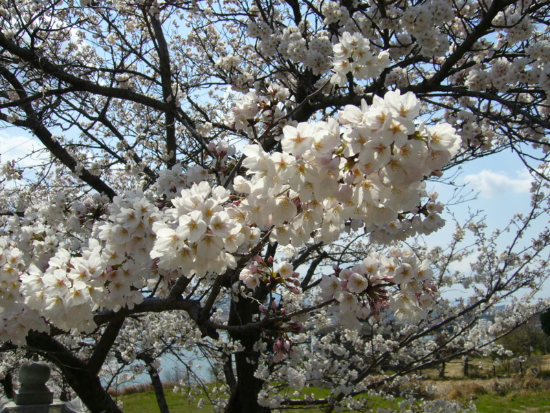 f:id:h100424:20120407130716j:plain f:id:h100424:20120407130716j:plain