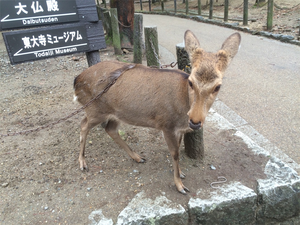 f:id:h6im0daruma:20151226232553j:image f:id:h6im0daruma:20151226232553j:image