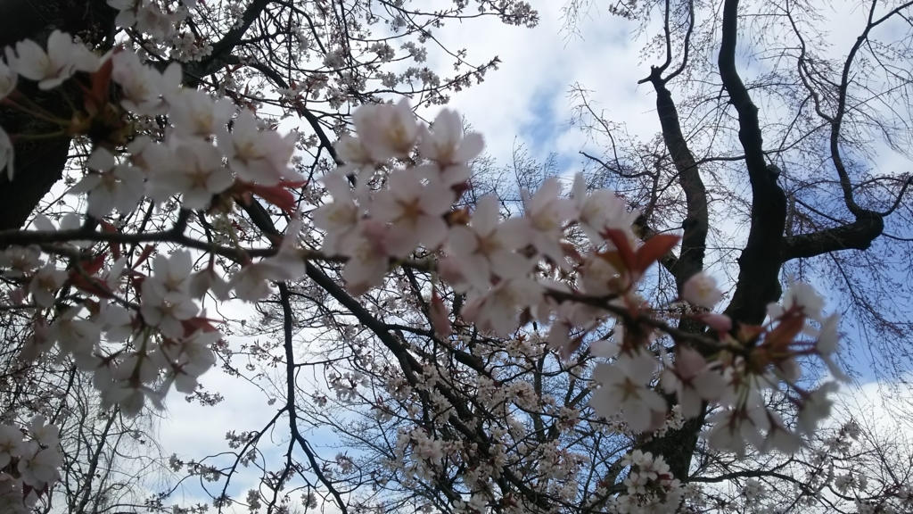 f:id:hachi82co:20160322073547j:plain f:id:hachi82co:20160322073547j:plain