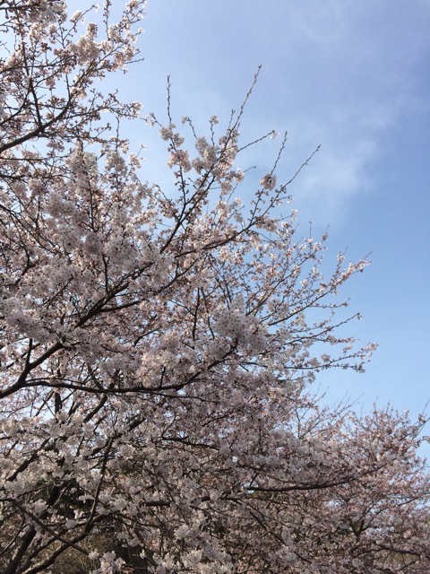 f:id:hachimannosatousa:20150330165228j:plain f:id:hachimannosatousa:20150330165228j:plain