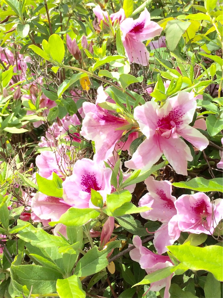 f:id:hachimannosatousa:20160423202138j:image f:id:hachimannosatousa:20160423202138j:image