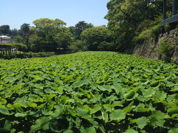 f:id:hadanon:20140610151637j:plain f:id:hadanon:20140610151637j:plain