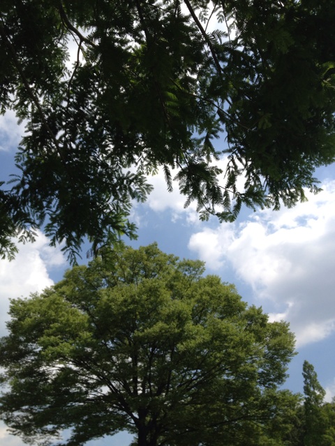 f:id:hahalog:20140610123509j:plain f:id:hahalog:20140610123509j:plain