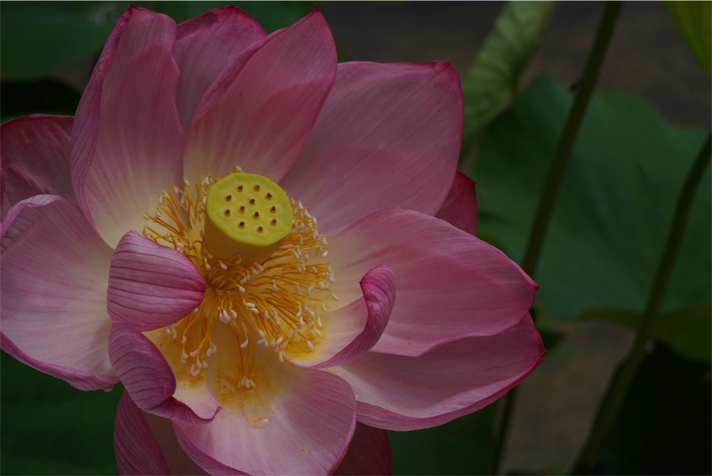 f:id:hajime21:20160626210120j:image f:id:hajime21:20160626210120j:image