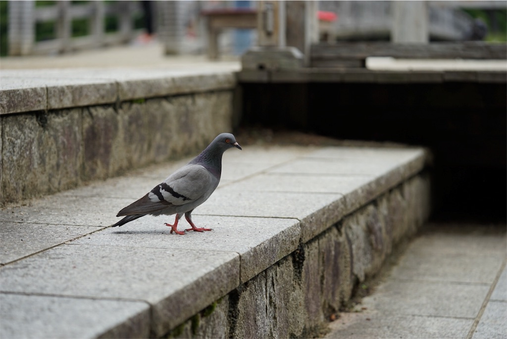 f:id:hajime21:20160626210129j:image f:id:hajime21:20160626210129j:image