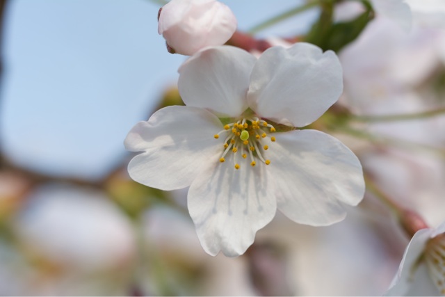 f:id:hakurow13notes:20140504113241j:plain f:id:hakurow13notes:20140504113241j:plain