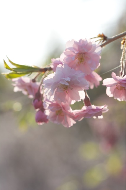 f:id:hakurow13notes:20140504113342j:plain f:id:hakurow13notes:20140504113342j:plain