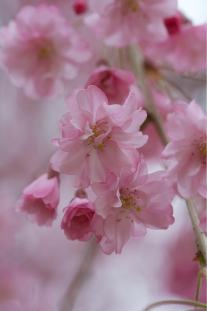 f:id:hakurow13notes:20140507151426j:plain f:id:hakurow13notes:20140507151426j:plain