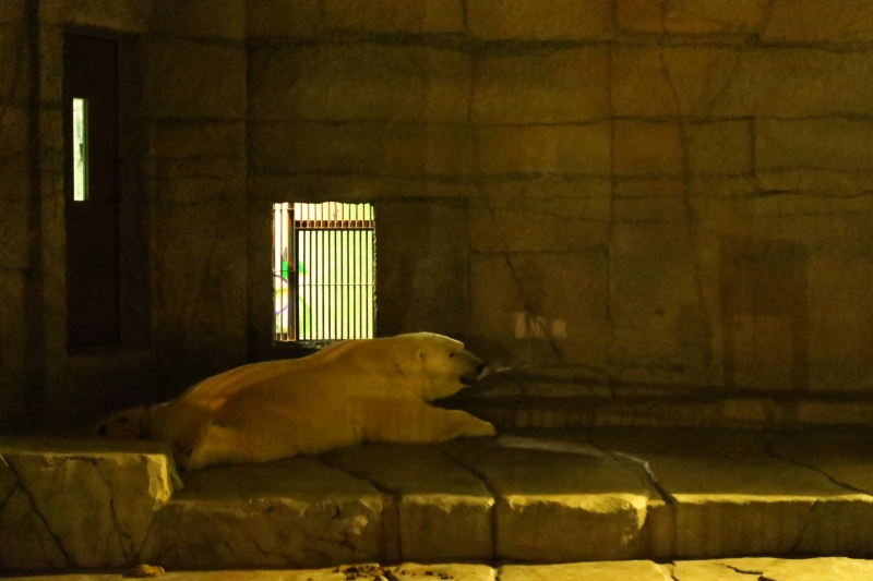 円山動物園の「夜の動物園」を見に行きました~(5)まとめ編 はむの備忘録 円山動物園の「夜の動物園」を見に行きました~(5)まとめ編 はむの備忘録