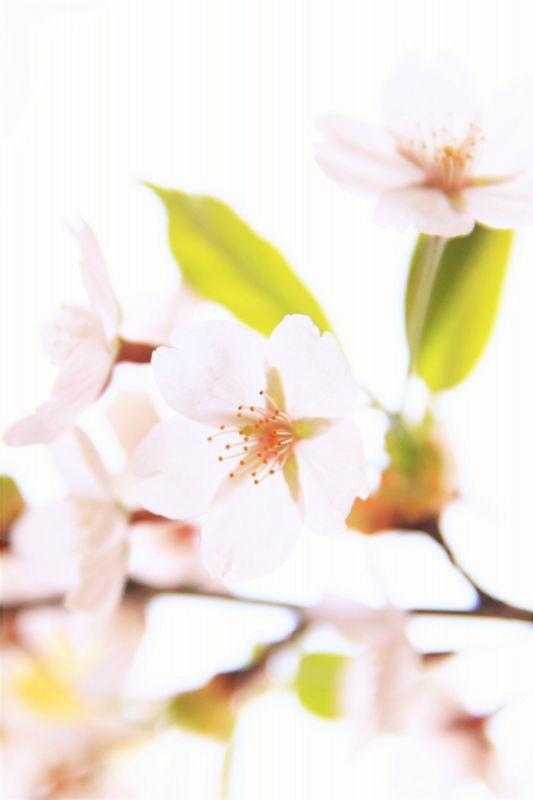 f:id:ham29:20160510231647j:plain