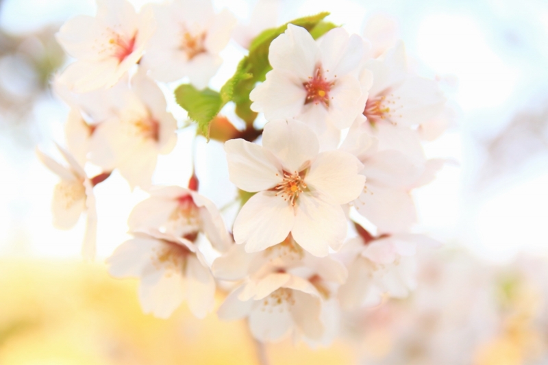 f:id:ham29:20160510231658j:plain