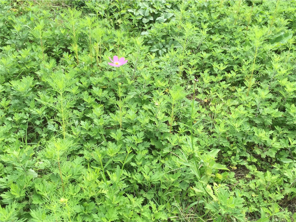 f:id:hamaneko13:20150930003632j:image f:id:hamaneko13:20150930003632j:image