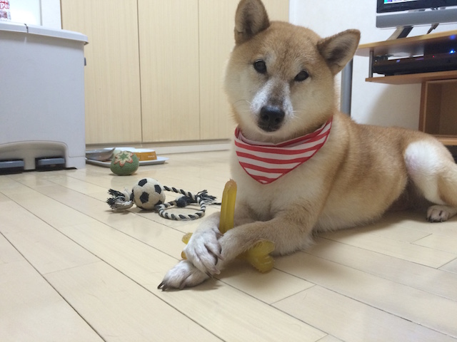 f:id:hamayatwo:20141123084846j:plain