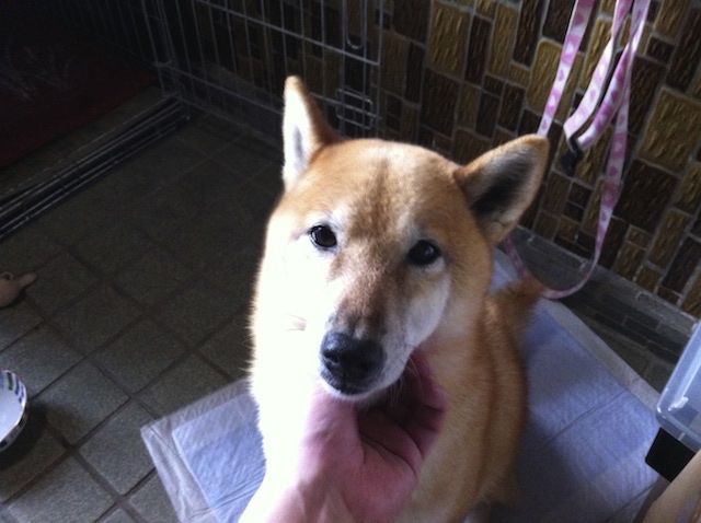 f:id:hamayatwo:20150429192010j:plain f:id:hamayatwo:20150429192010j:plain