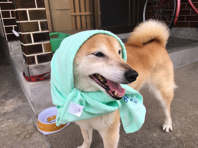 f:id:hamayatwo:20160510222019j:plain f:id:hamayatwo:20160510222019j:plain