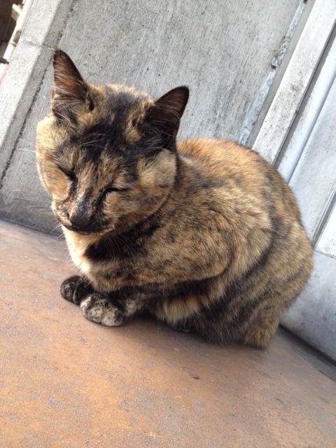 f:id:hamtarosan:20150129003322j:plain f:id:hamtarosan:20150129003322j:plain