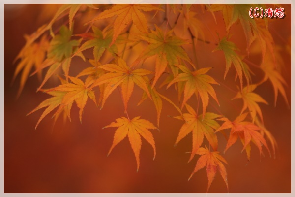 f:id:hana9love:20151129141730j:plain f:id:hana9love:20151129141730j:plain