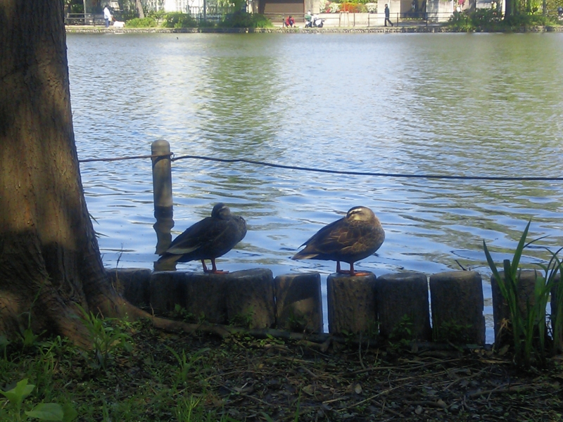 f:id:hanabusa_do:20130422103206j:plain f:id:hanabusa_do:20130422103206j:plain