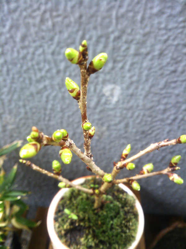 f:id:hanabusa_do:20140326082725j:plain f:id:hanabusa_do:20140326082725j:plain