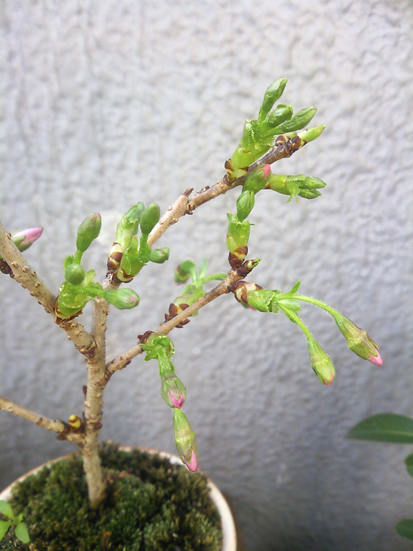 f:id:hanabusa_do:20140407145349j:plain f:id:hanabusa_do:20140407145349j:plain