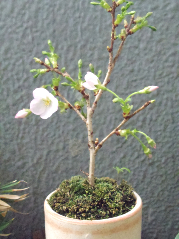 f:id:hanabusa_do:20140407145657j:plain f:id:hanabusa_do:20140407145657j:plain