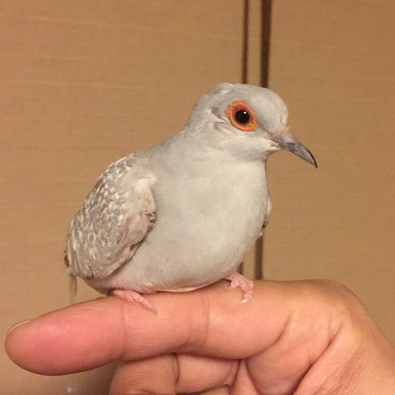 鳥と生活 / ウスユキバト(薄雪鳩)のおすみさん。 鳥とハーモニカ 鳥と生活 / ウスユキバト(薄雪鳩)のおすみさん。 鳥とハーモニカ