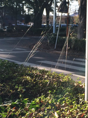 f:id:hanadekameganet:20151018231929j:plain