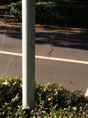 f:id:hanadekameganet:20151018232055j:plain