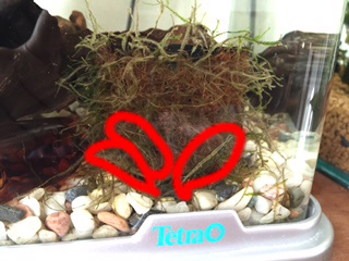 f:id:hanako69:20150108085644j:plain f:id:hanako69:20150108085644j:plain