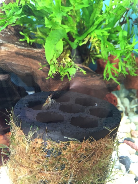 f:id:hanako69:20150203091829j:plain f:id:hanako69:20150203091829j:plain