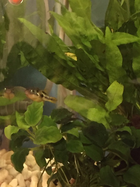 f:id:hanako69:20150210092727j:plain f:id:hanako69:20150210092727j:plain