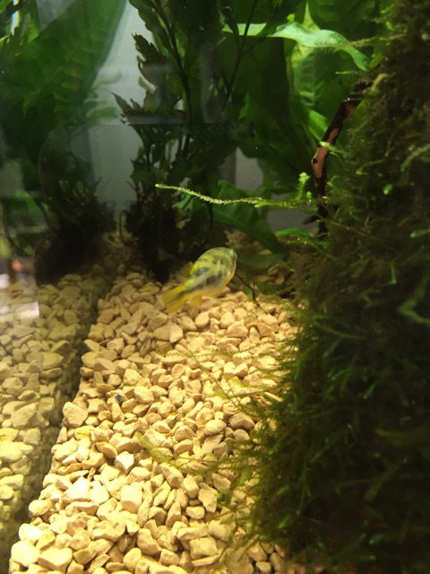 f:id:hanako69:20150211124218j:plain f:id:hanako69:20150211124218j:plain