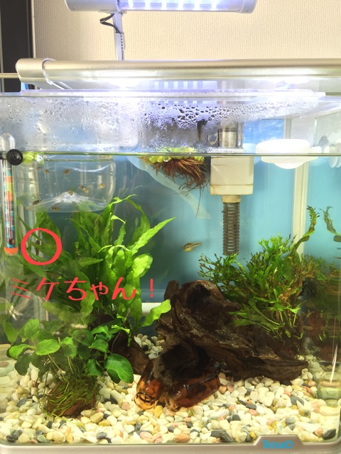 f:id:hanako69:20150213091356j:plain f:id:hanako69:20150213091356j:plain