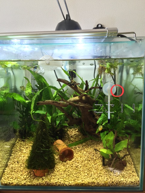 f:id:hanako69:20150213091407j:plain f:id:hanako69:20150213091407j:plain